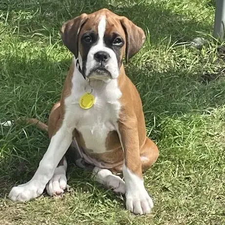 Boxer