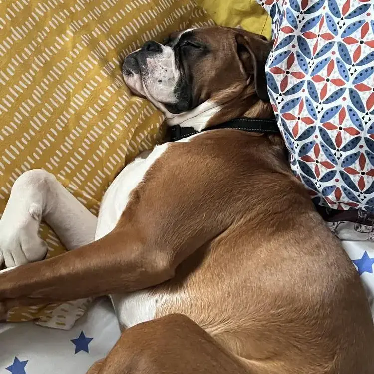 Boxer