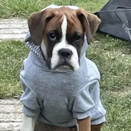 Boxer
