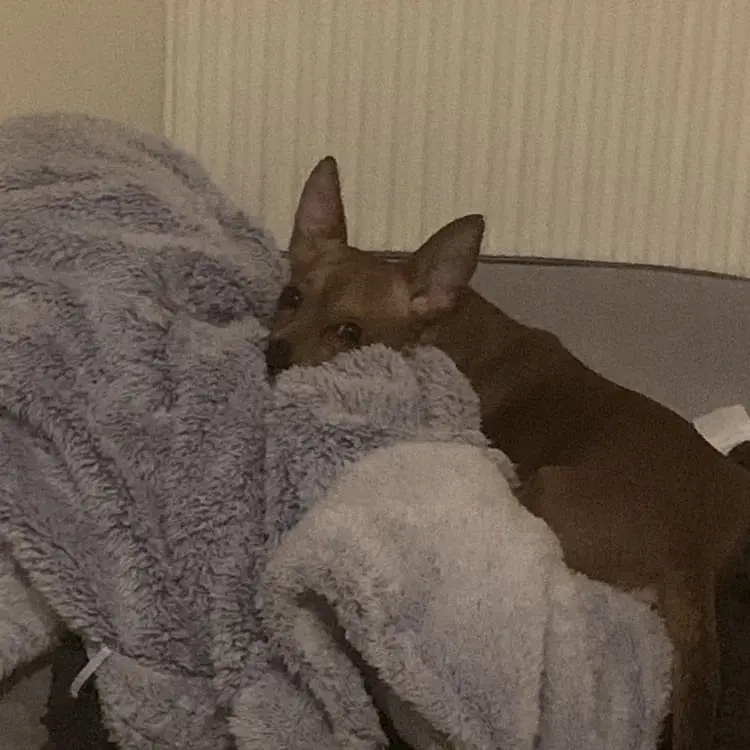 Jack Russell Terrier