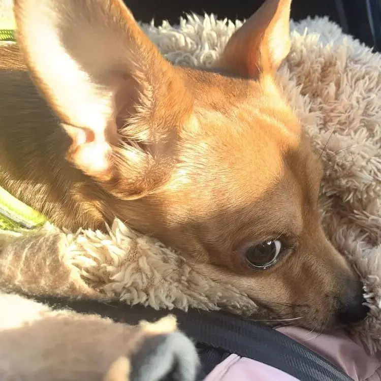 Jack Russell Terrier