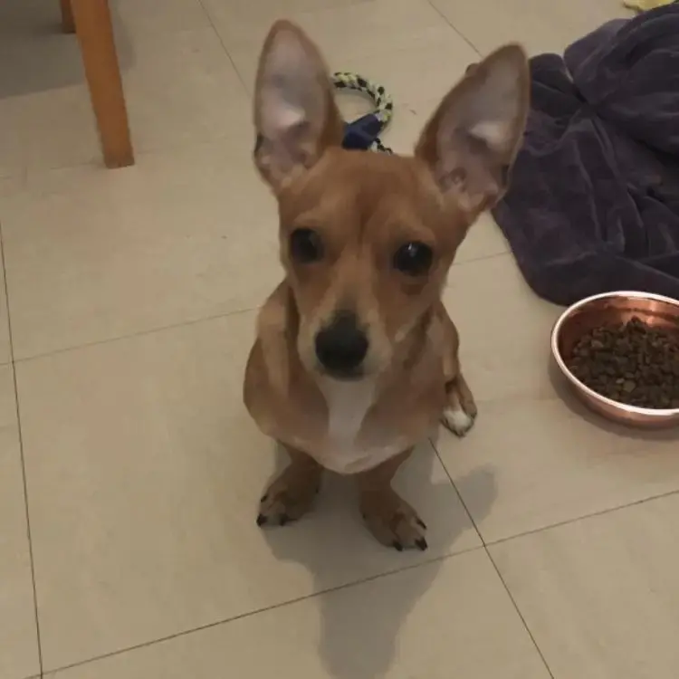 Jack Russell Terrier