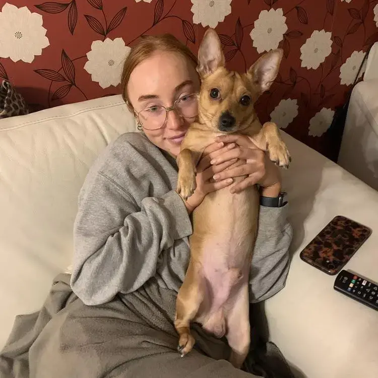 Jack Russell Terrier