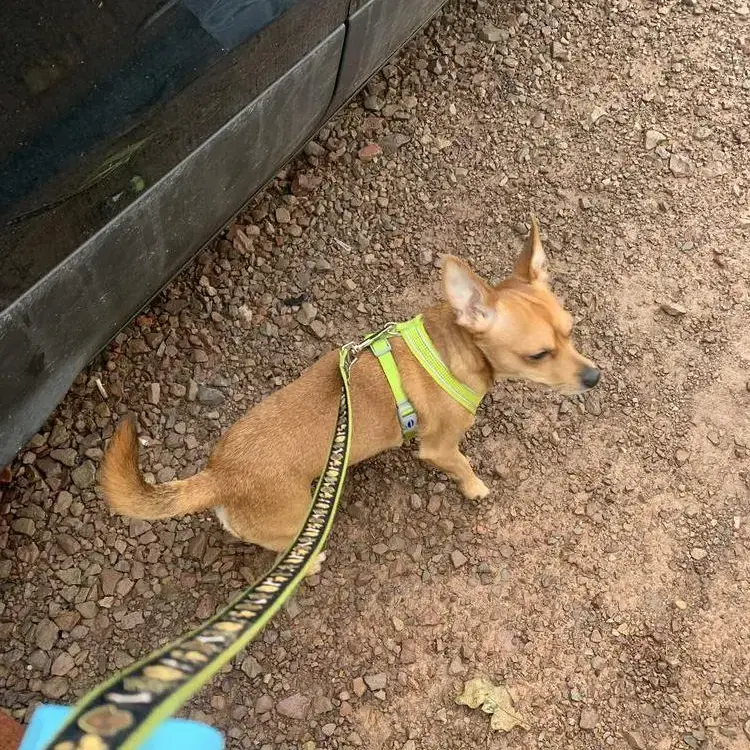 Jack Russell Terrier