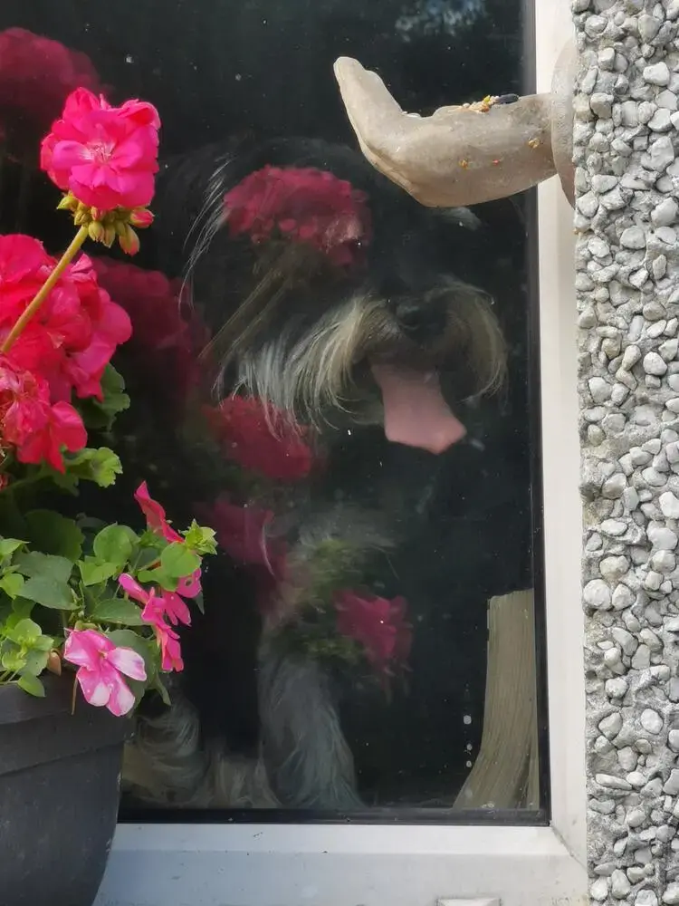 Schnauzer (Miniature)