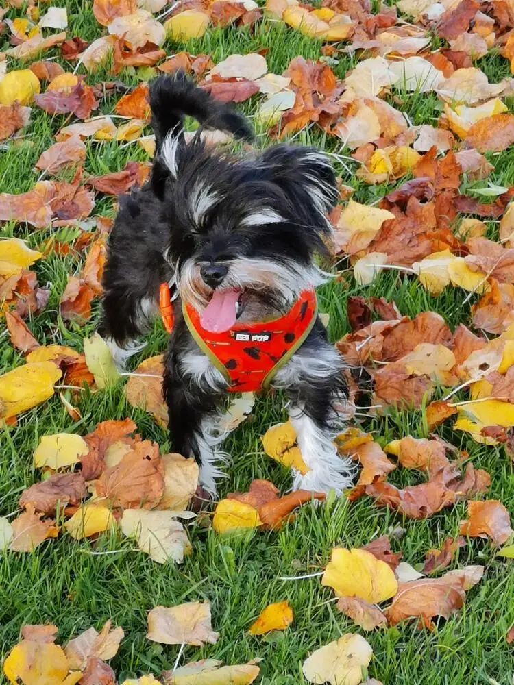 Schnauzer (Miniature)