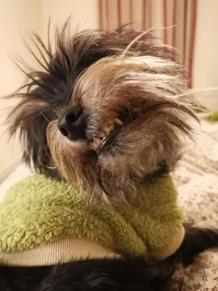 Schnauzer (Miniature)