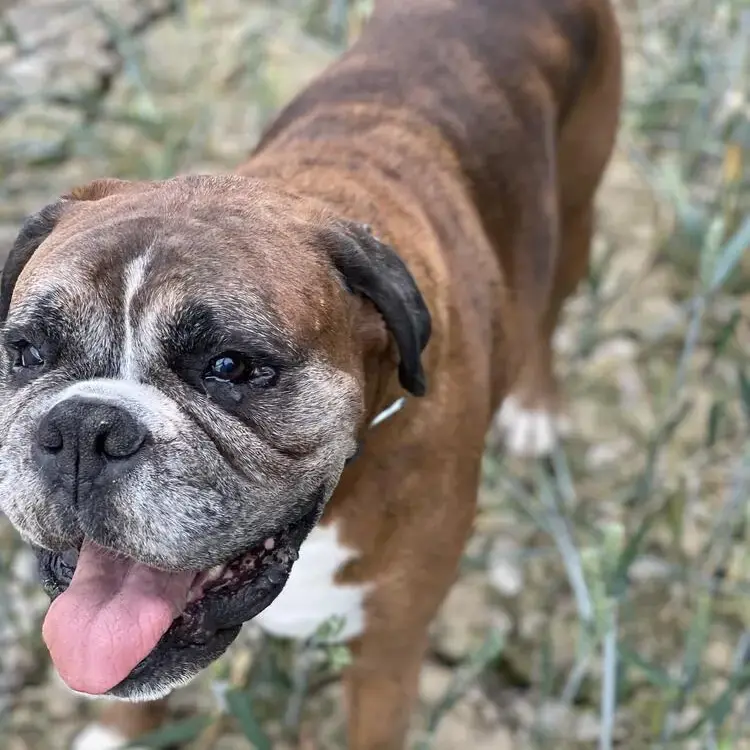 Boxer