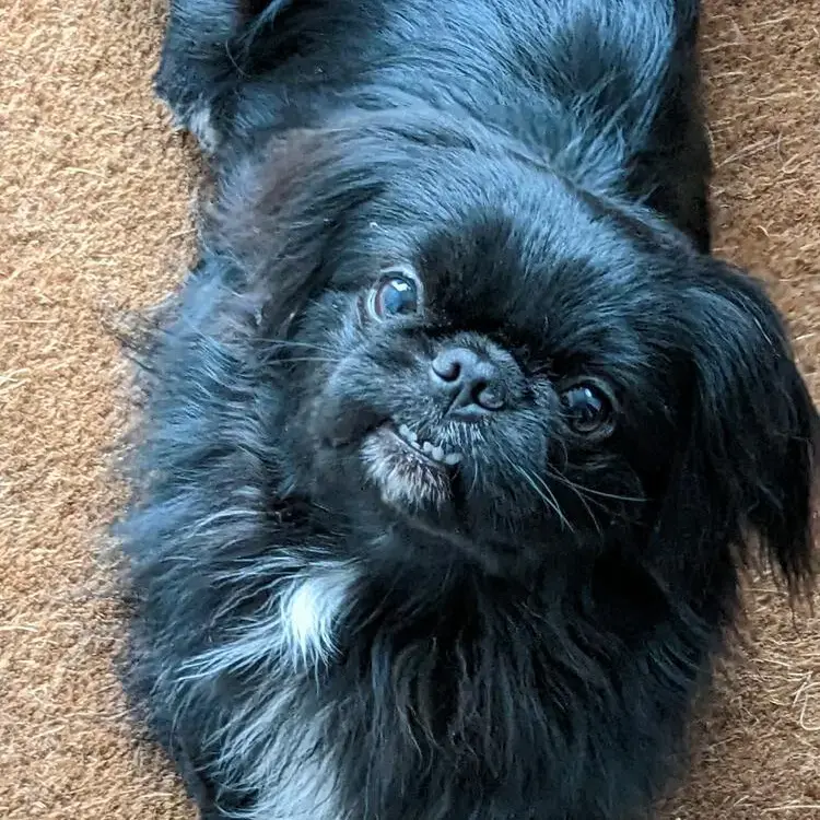 Pekingese