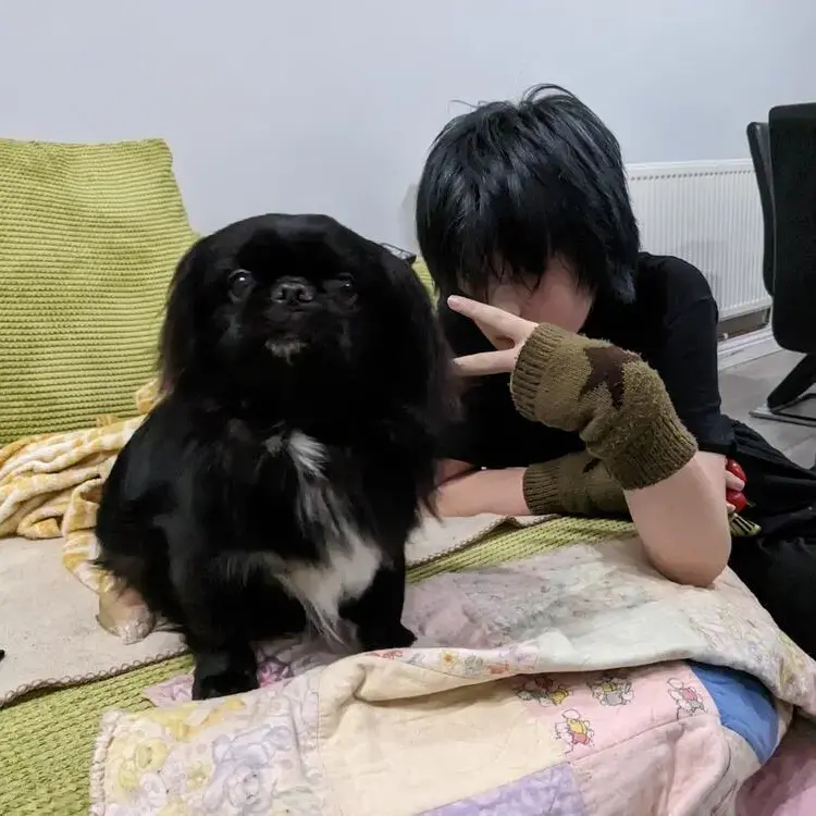 Pekingese