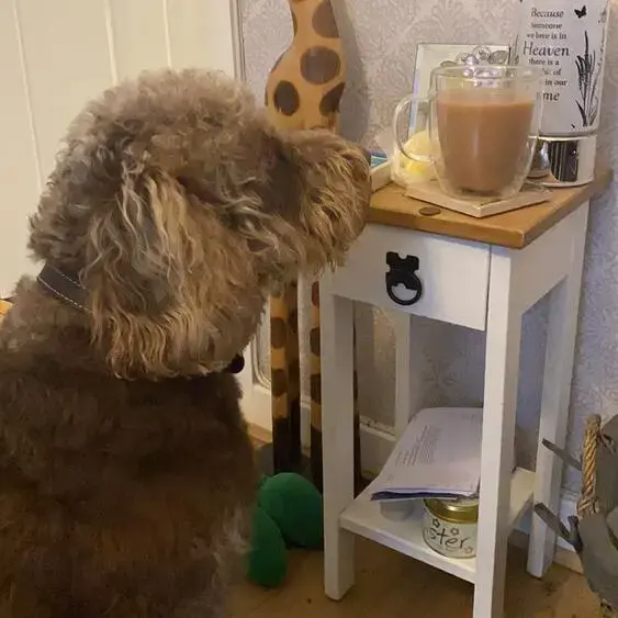 Labradoodle