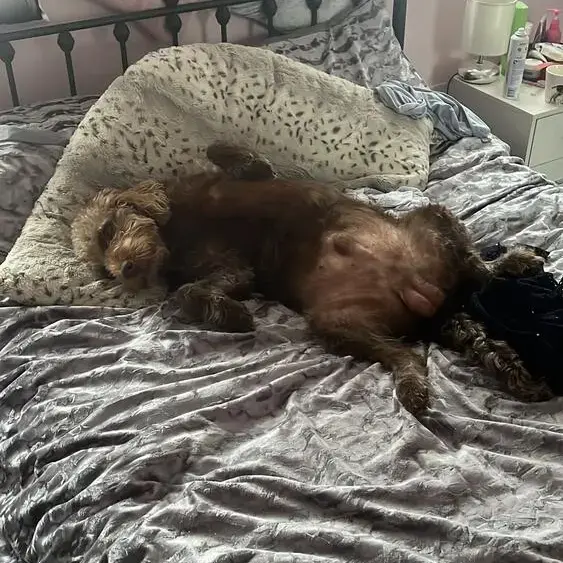 Labradoodle