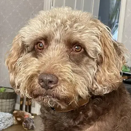 Labradoodle