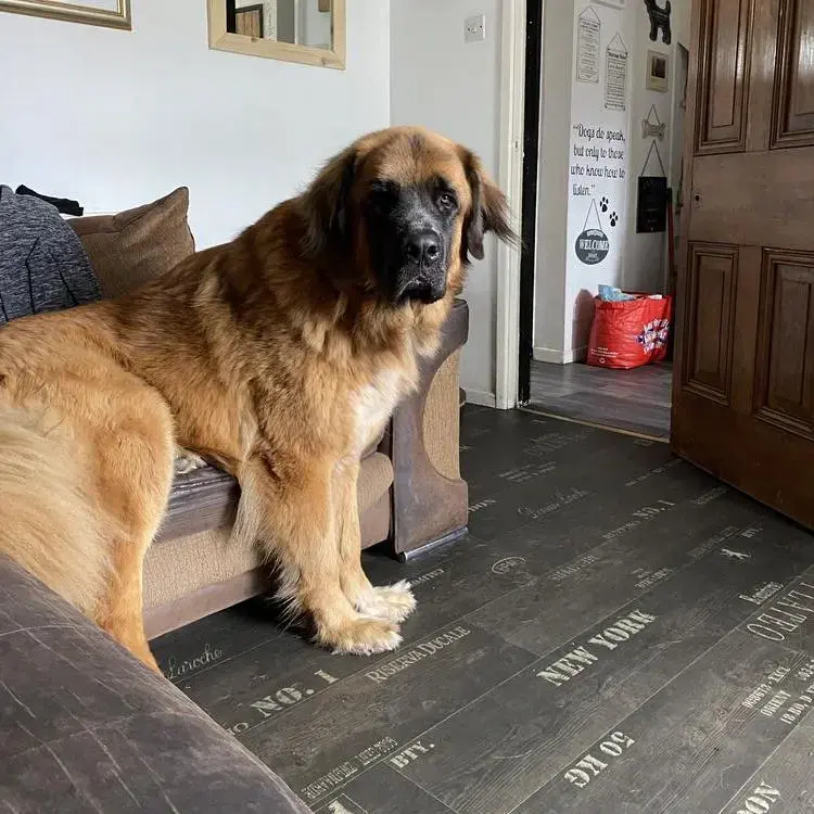 St. Bernard