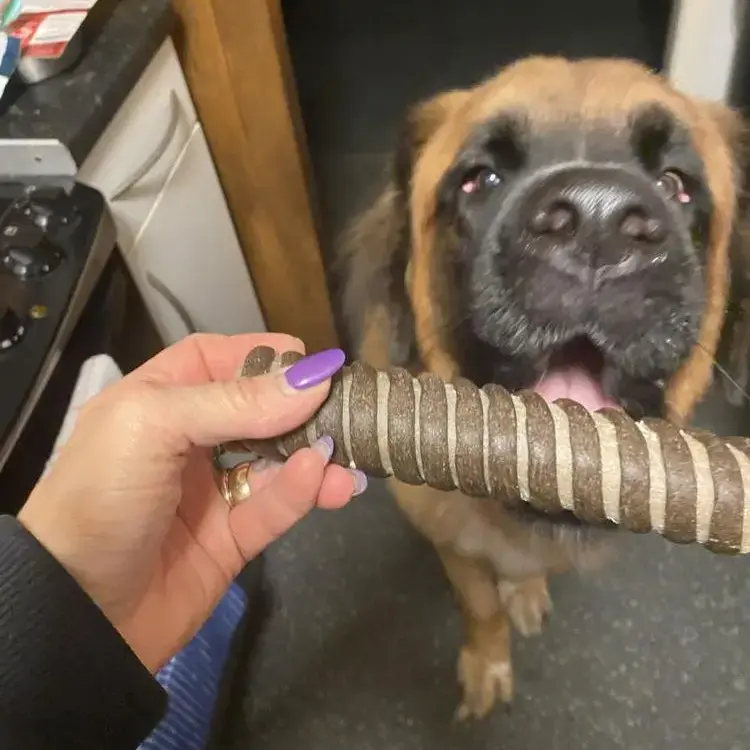 St. Bernard