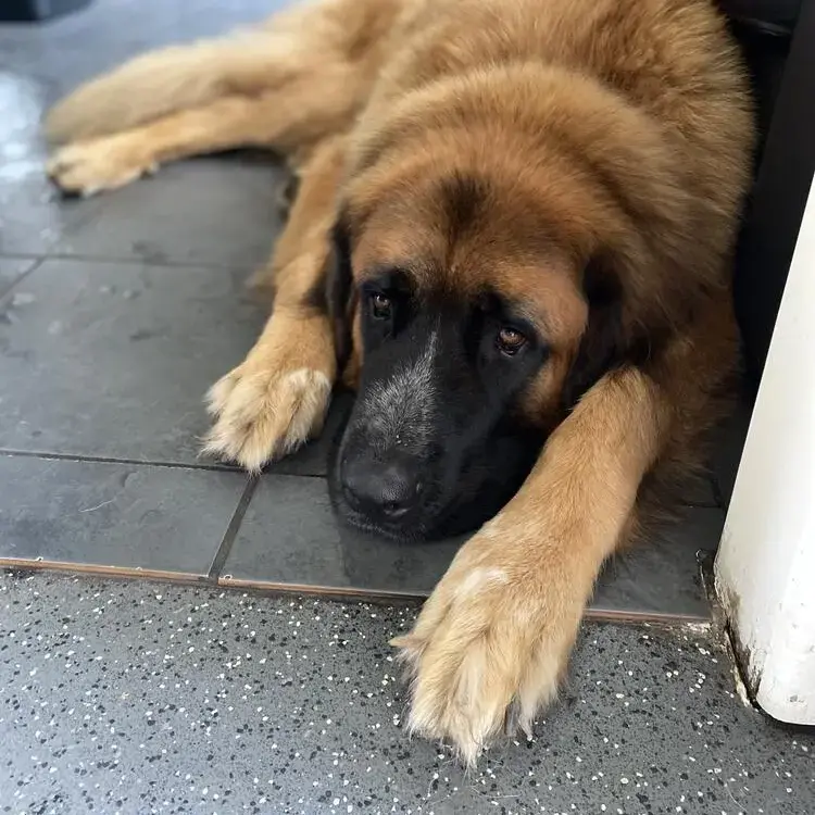 St. Bernard