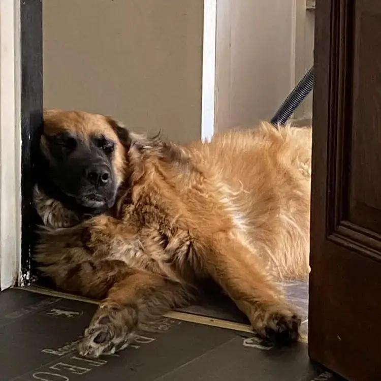 German Shepherd Dog