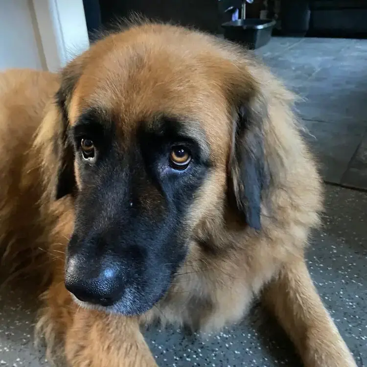 German Shepherd Dog