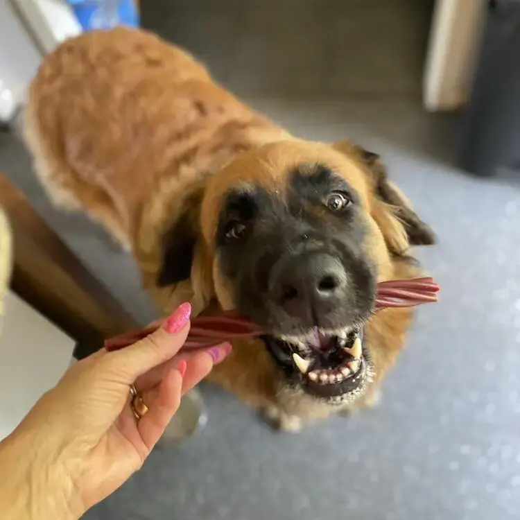 German Shepherd Dog