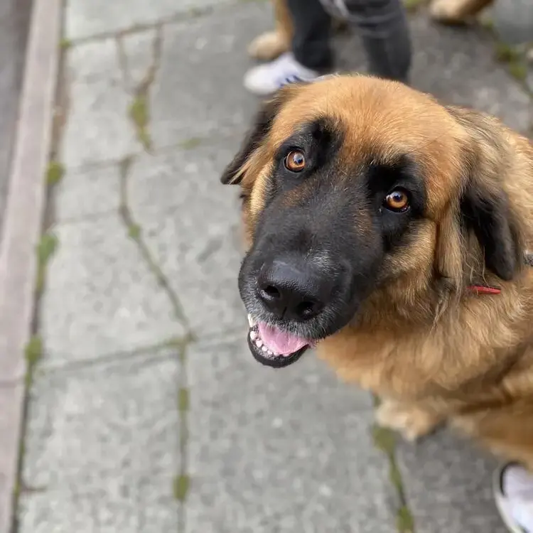 German Shepherd Dog