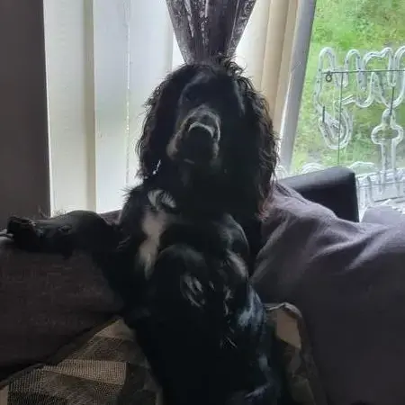 Welsh Springer Spaniel