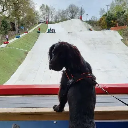 Welsh Springer Spaniel