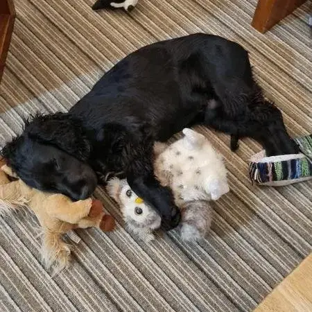 Welsh Springer Spaniel