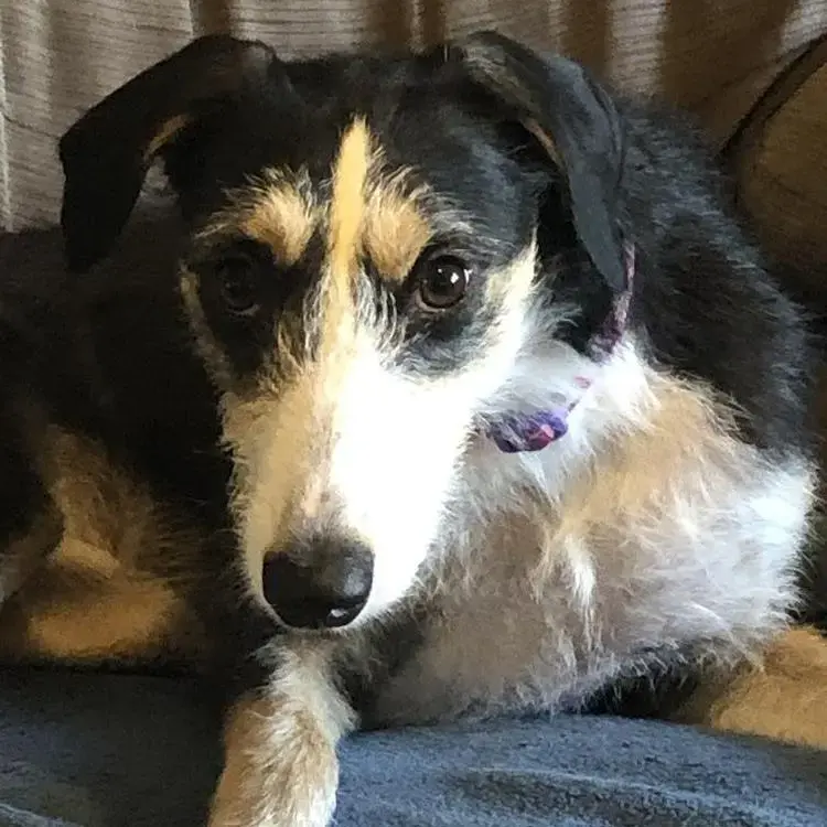 Lurcher
