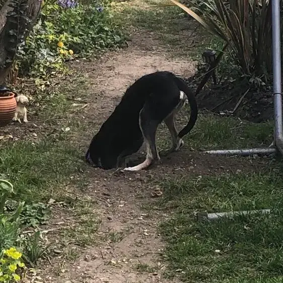 Lurcher