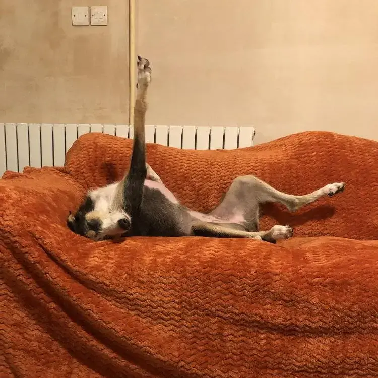 Lurcher
