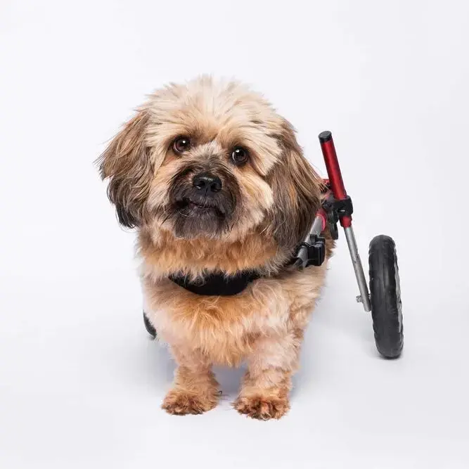 Shih Tzu