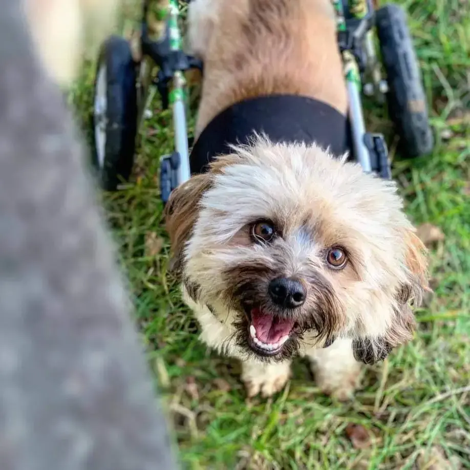 Shih Tzu