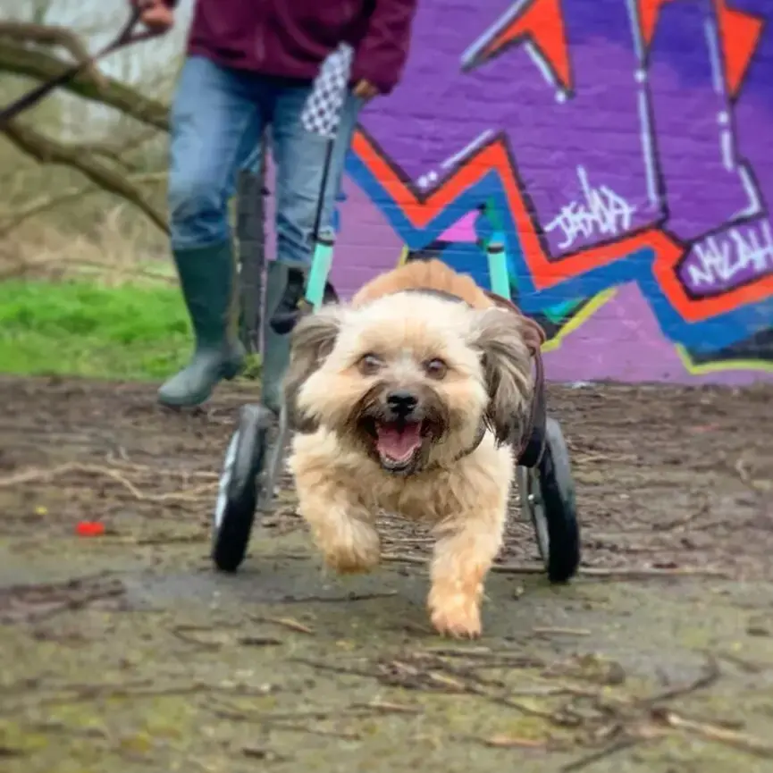 Shih Tzu