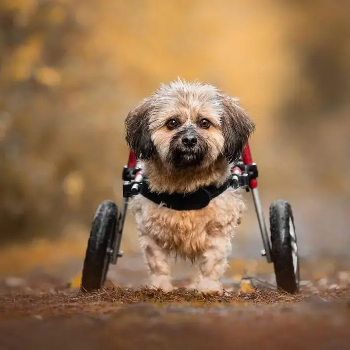 Shih Tzu