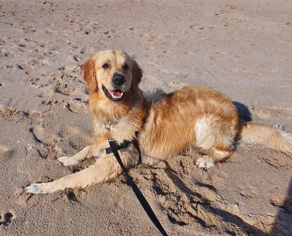 Golden Retriever