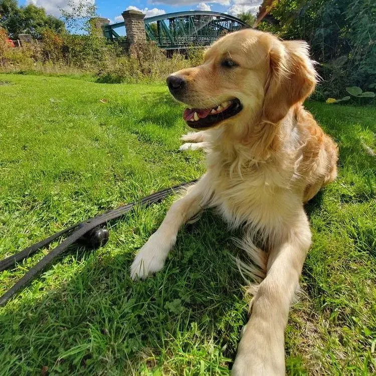 Golden Retriever