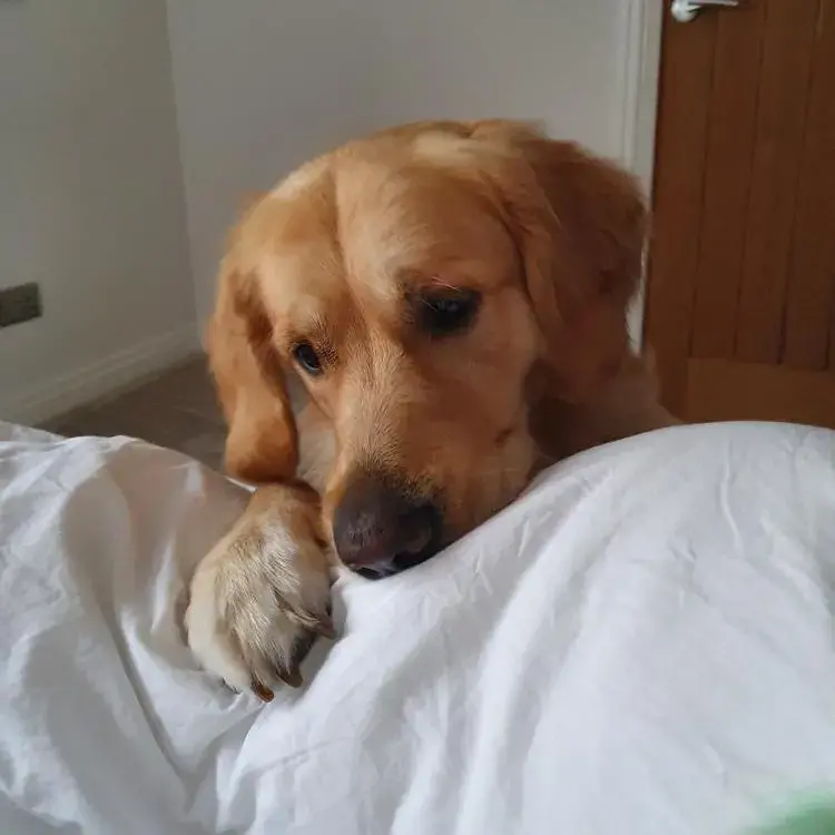Golden Retriever