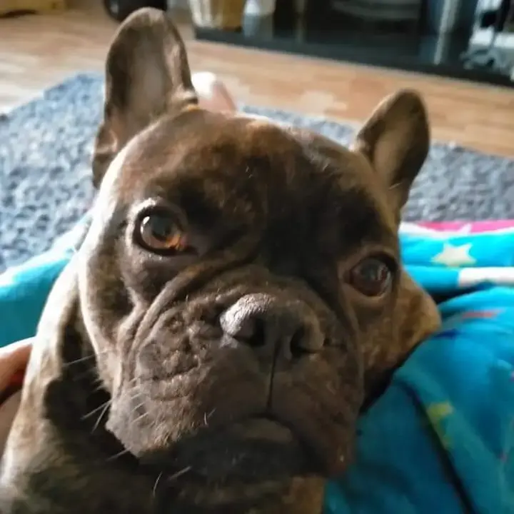 French Bulldog