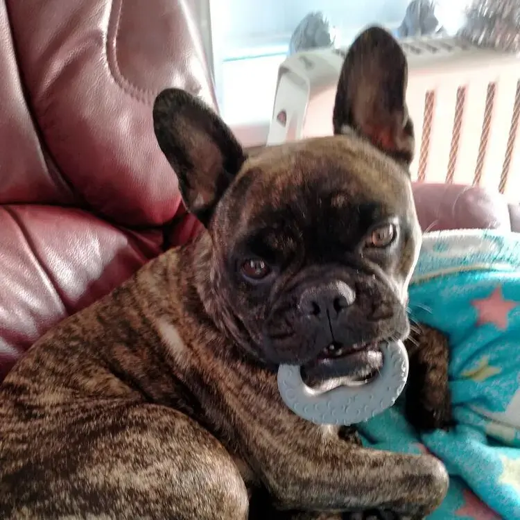 French Bulldog