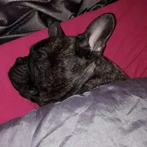 French Bulldog