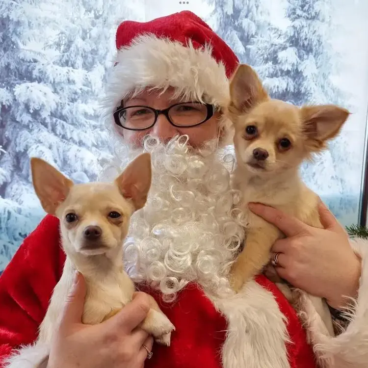 Chihuahua (Smooth Coat)