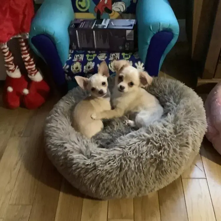 Chihuahua (Smooth Coat)