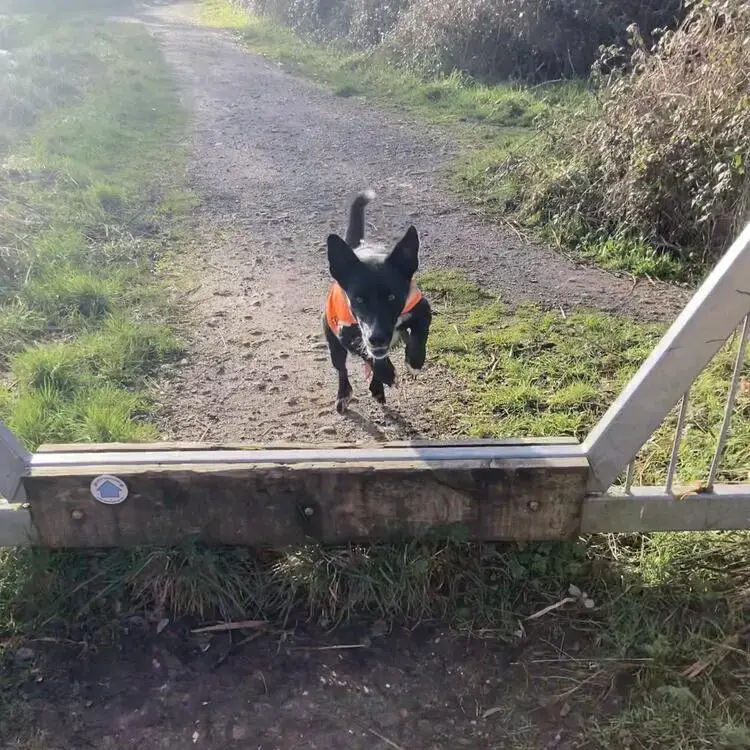 Border Collie