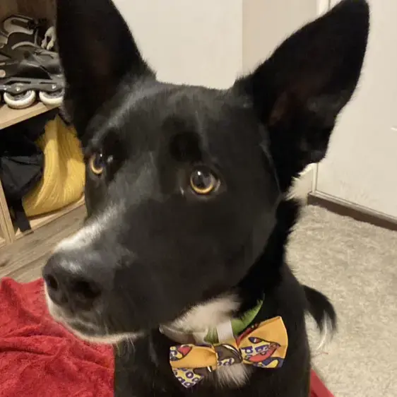 Border Collie