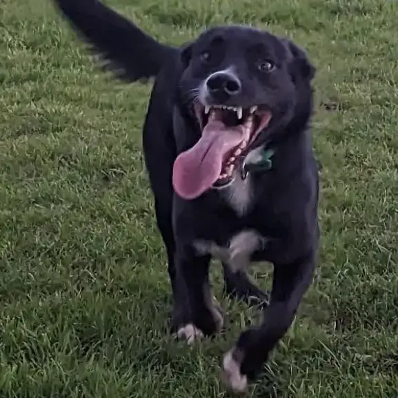 Border Collie