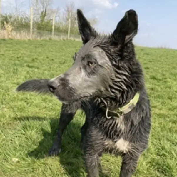 Border Collie