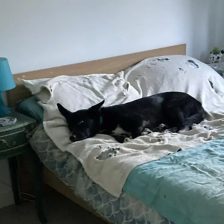 Border Collie