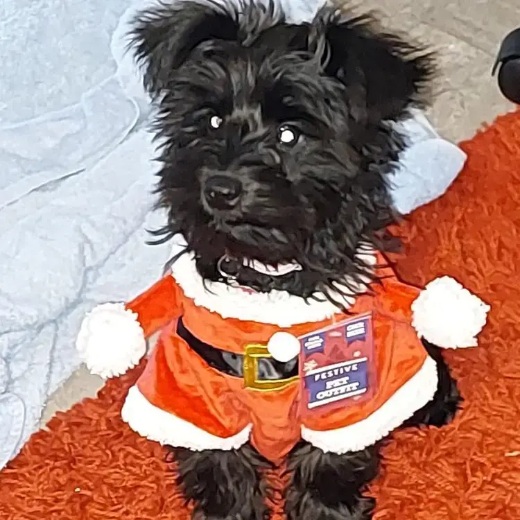 Schnauzer (Miniature)