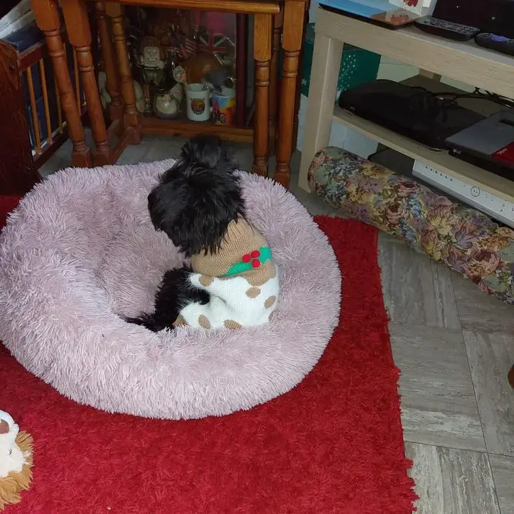 Schnauzer (Miniature)