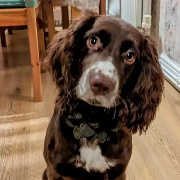 Cocker Spaniel (English)